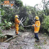 消防員在上水河上鄉村用電鋸切除倒塌的樹幹。	（李健瑜攝）