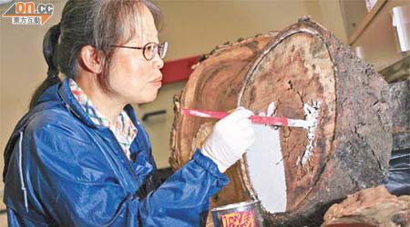 趙紹惠教授示範用油漆塗在受真菌感染的樹木表面，防止病蟲入侵。	（蘇文傑攝）