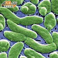 創傷弧菌是另一種可引致壞死性筋膜炎的細菌。