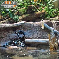 部分幼蛇已在熱帶雨林天地展館內展出。