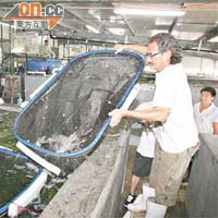 全港首間大型室內綠色養殖魚場，每年出產近三萬條龍躉。	（吳啟偉攝）