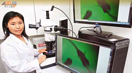 陳雪平以基因魚來測試塑化劑的毒性。	（麥潤田攝）