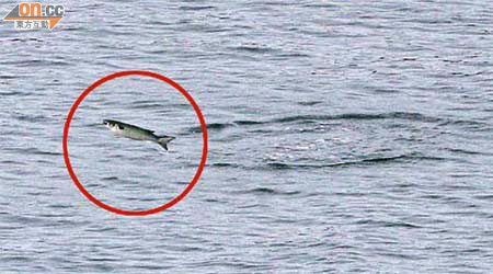西貢銀線灣昨不時有魚躍出海面（紅圈示）。	（張學儀攝）