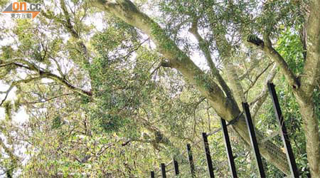 吉澳洲為北區離島，島內有樹木傾側逾四個月未獲處理。	（讀者提供）