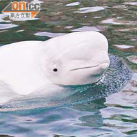 海洋公園有意引入白鯨，惹來愛護動物及保育團體反對。