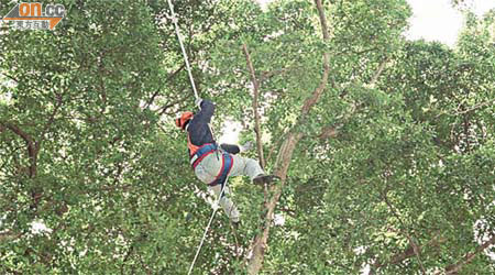 過去曾有康文署員工用繩索爬樹，工會關注有關安全情況。	（資料圖片）