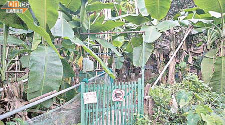 被指非法耕種地點種有茂密蕉林、瓜棚及其他蔬菜。
