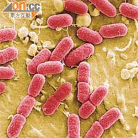 潛伏腸道的大腸桿菌可侵蝕肛門及附近直腸組織，引起可致命壞疽。