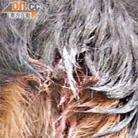 洛威拿犬的尾部有明顯傷口，疑遭氣槍子彈所傷。	（朱先儒攝）