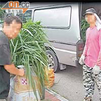 「盜草人」將多袋野草搬上客貨車運走。