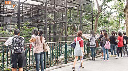 昨日假期，大批遊人在長臂猿籠舍外參觀。