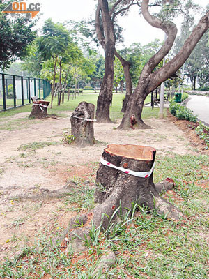九龍仔公園內有三棵台灣相思因根部腐爛及結構受損而被砍去。