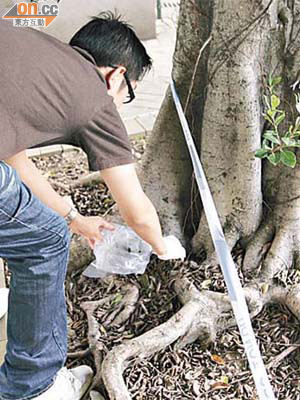 探員在遭縱火的大樹下搜證。（馮戈攝）