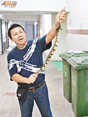 蛇王龐展示擒獲的球蟒。（左錦鴻攝）