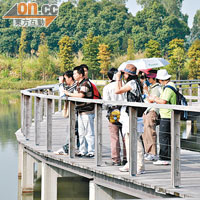 濕地公園昨起至明年三月舉行觀鳥節，讓訪客認識野鴨。（何耀其攝）