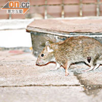醫學界人士指出，老鼠糞便含有漢他病毒，食客誤食可引致腎衰竭。（資料圖片）
