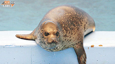 可愛的斑海豹屬國家二級保護野生動物，現在海洋公園內適應環境。（林少權攝）