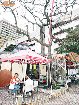 友愛邨「冬菇亭」熟食檔外，一棵二十呎高的石栗樹已枯死，隨時倒塌危害食客。