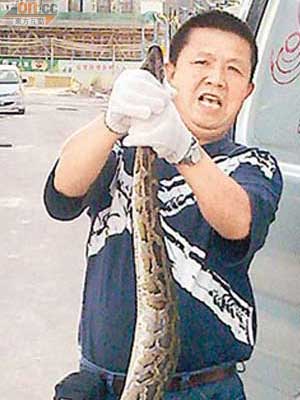蛇王展示被擒獲的巨蟒。（讀者提供）