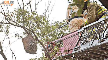 工人由消防員協助下爬雲梯搗毀蜂巢。（林少兒攝）