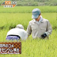 茨城縣政府今年八月預檢該縣鉾田市收割的早米，發現含微量放射性銫。