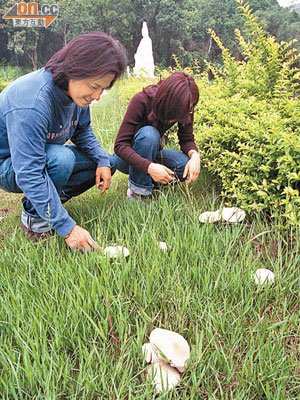採摘及食用不知名野菇，有可能引致食物中毒。（資料圖片）