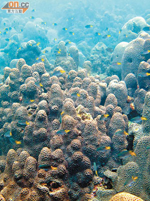 最具代表性<br>這是峨嵋洲的扁腦珊瑚，為香港最具代表性的珊瑚品種。