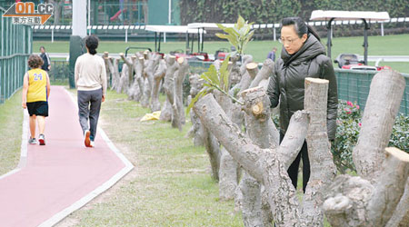 陳淑莊檢視被「斬首」的雞蛋花樹，形容手法兇狠。（盧志燊攝）