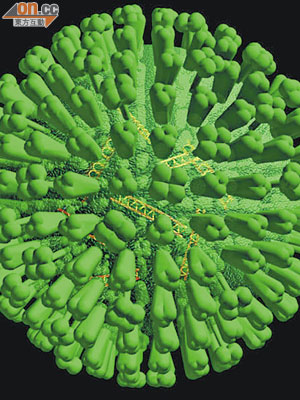 H1及H3流感並不屬法定呈報傳染病。