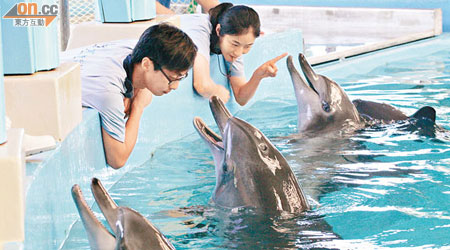 海洋公園去年有一條五歲的海豚因膽管發炎死亡。（資料圖片）