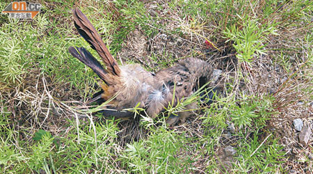 在元朗七星崗發現的雀鳥屍體。（麥少峰攝）