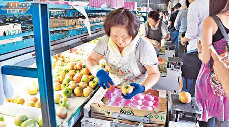 熊本縣的番茄出售前都經過安全檢測。