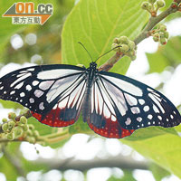 大絹斑蝶形態優美，雙翅上呈現半透明的斑紋。（潘瑞輝提供）