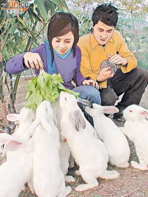 接觸小動物後謹記即時清潔雙手，並要不時清理小動物脫下的毛。