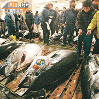 東京築地魚市場昨舉行新春後首個拍賣日。