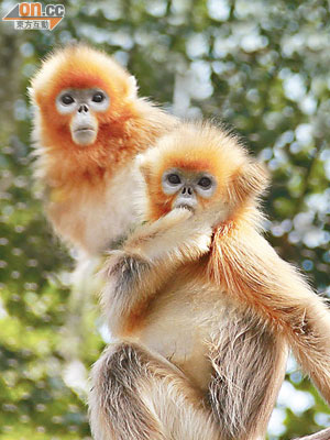 金絲猴是世界稀有動物，亦屬國家一級保護動物，喜歡群居。