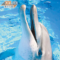 已在海洋公園生活達三十五年的「元老級」海豚Jessie，屬園內最老海豚。