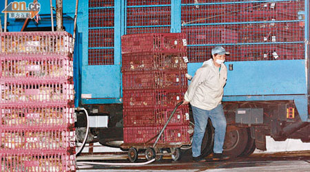 三萬多隻本地活雞昨凌晨陸續運抵長沙灣家禽批發市場。（蕭植梧攝）