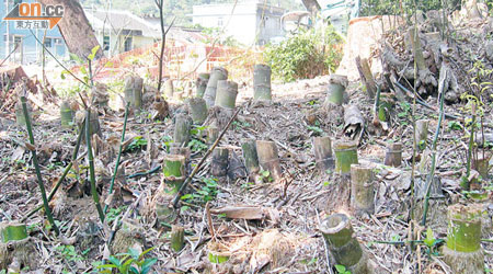 現場所見受破壞樹木數目龐大，但漁護署竟死撐僅有七棵樹被斬。