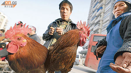 專家提醒市民，回內地度歲切勿徒手接觸活雞，慎防禽流感。