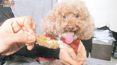 愛犬吃下「雞肉牛奶骨」後出現不良反應，始發現本港未有法例監管寵物食品安全。
