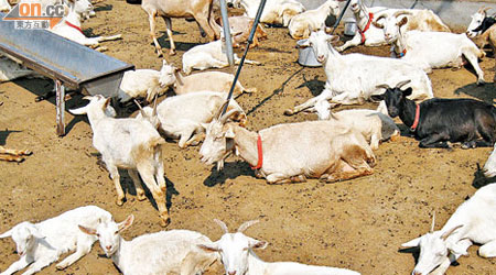 元朗有土地被非法圍封養羊，地政總署已要求有關人士停止佔用。