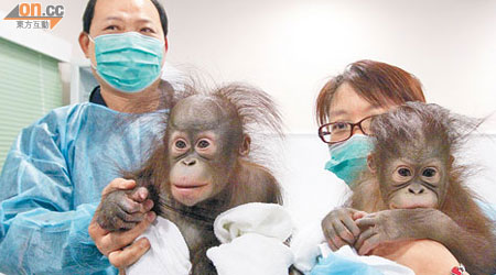 七個月大港產婆羅洲猩孖B雲雲（左）及華華身體健康，活潑可愛。