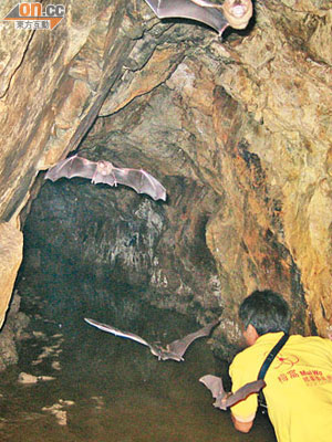 銀鑛洞內住有逾千隻蝙蝠。（資料圖片）