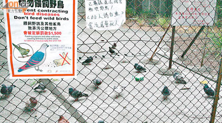 藍地大街一處官地經常有人餵飼野鴿，惹來大量野鴿聚居。