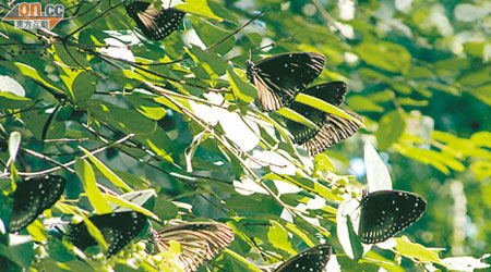 斑蝶越冬模式不穩，環保團體擔心與氣候轉變有關。（綠色力量提供）