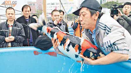 總冠軍<br>冠軍練魚師盧錦波（持魚者）估計，昭和三色錦鯉現時身價超過一百五十萬元。（黃仲民攝）