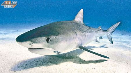 美科學家指，鯊魚鰭含有神經毒素，對身體有害。