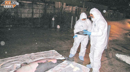 「鯨豚擱淺行動組」到東平洲處理擱淺江豚屍體，抽取樣本化驗。