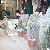 警方日前在九龍城搗破一個位於唐樓的大麻種植場。